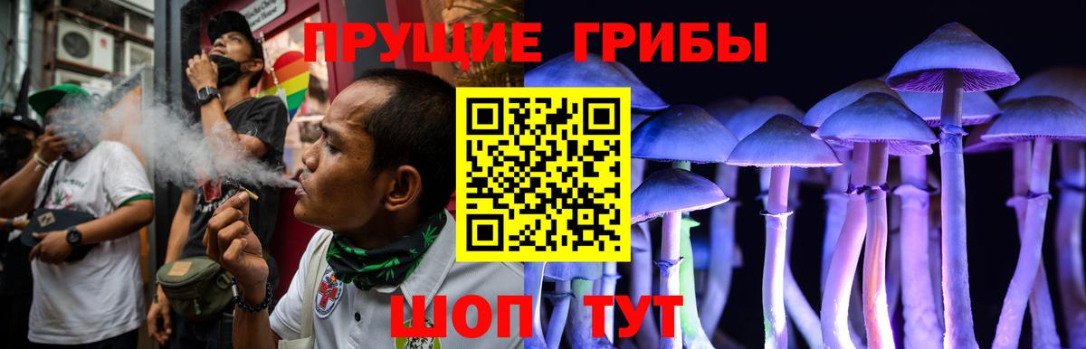 Псилоцибиновые грибы Psilocybine cubensis Томск